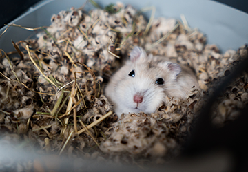 How Long Do Hamsters Live As Pets?