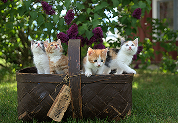 How Are Cats Awesome Pets?